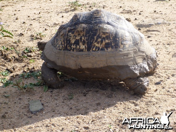 Tortoise Namibia