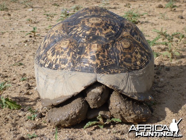 Tortoise Namibia