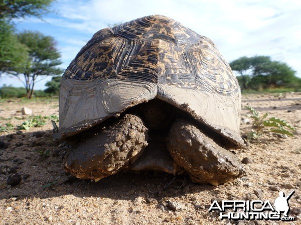 Tortoise Namibia