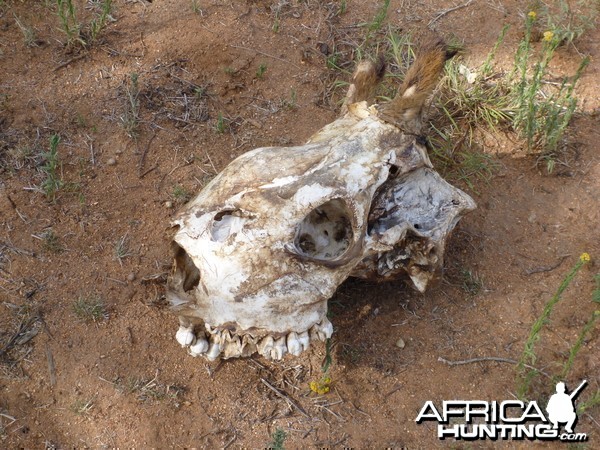 Giraffe Skull Namibia