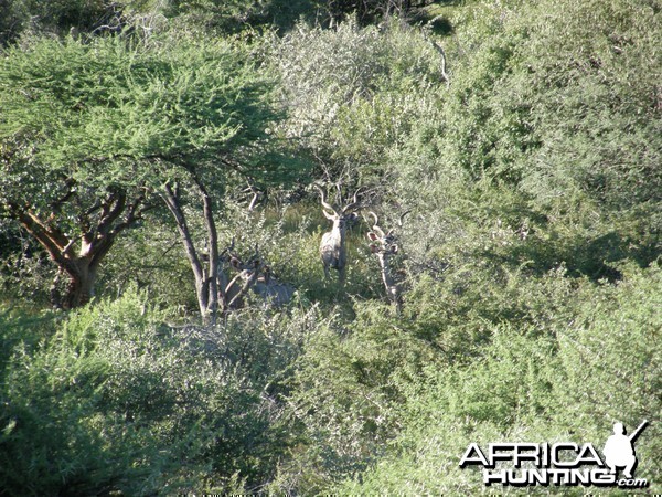 Kudu Namibia