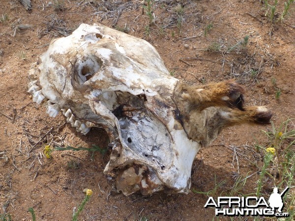 Giraffe Skull Namibia