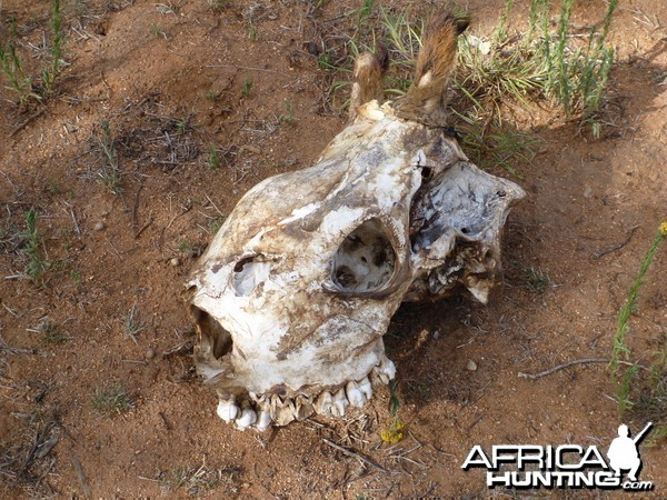 Giraffe Skull Namibia