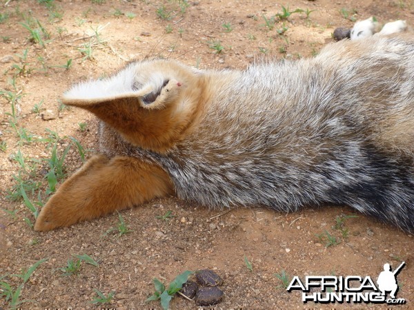 Black-backed Jackal Namibia