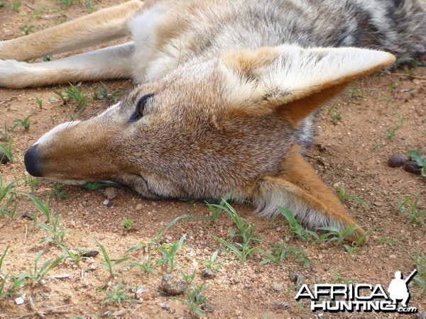 Black-backed Jackal Namibia