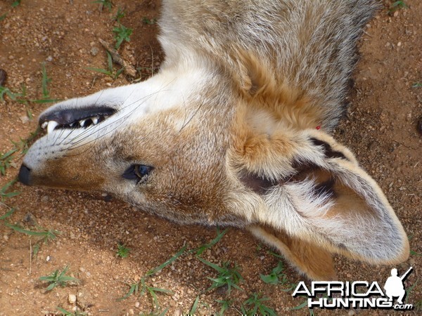 Black-backed Jackal Namibia