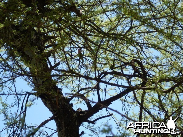 Lovebird Namibia