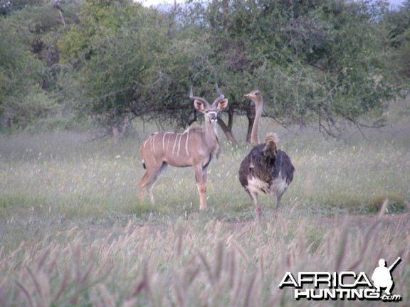 Kudu Namibia