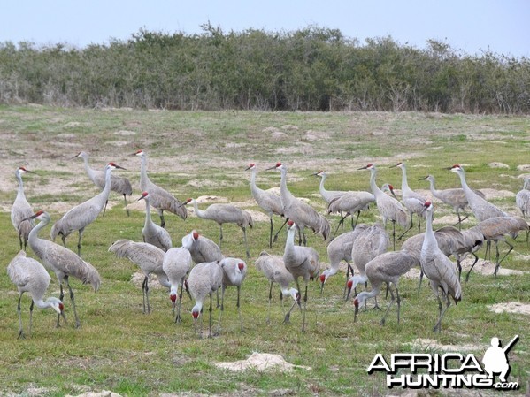 Sandhill Cranes - King Ranch Texas