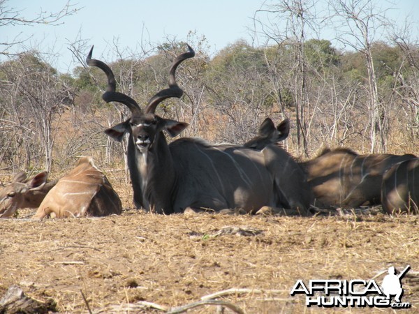 Kudu