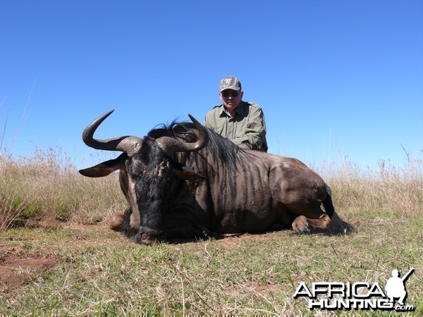 Blue Wildebeest