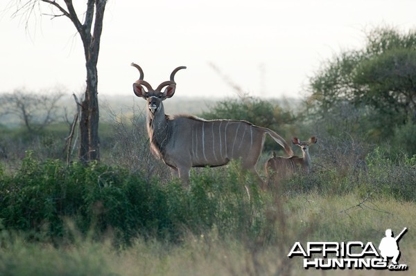 Young Kudu bull and calf posing.