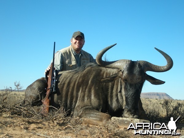 Blue Wildebeest