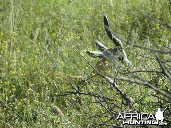 Springbok Namibia