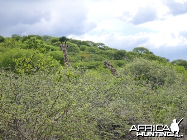 Giraffe Namibia