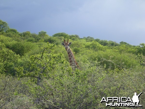 Giraffe Namibia