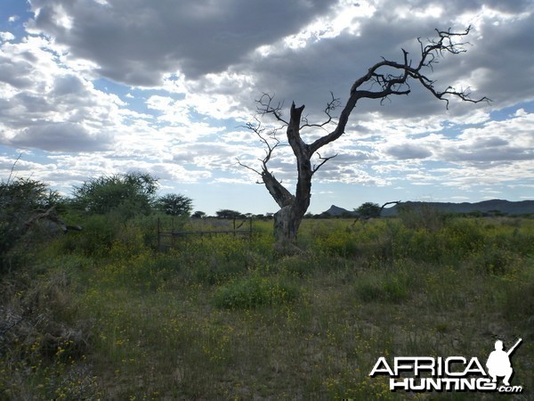 Cheetah trap by a favored play tree Namibia