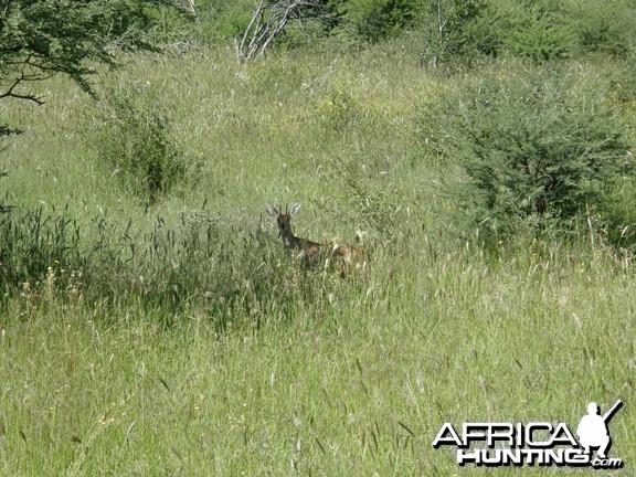 Steenbok Namibia