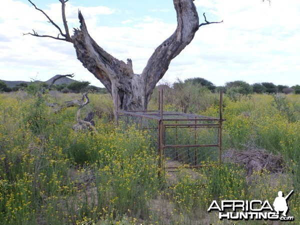 Cheetah trap by a favored play tree Namibia