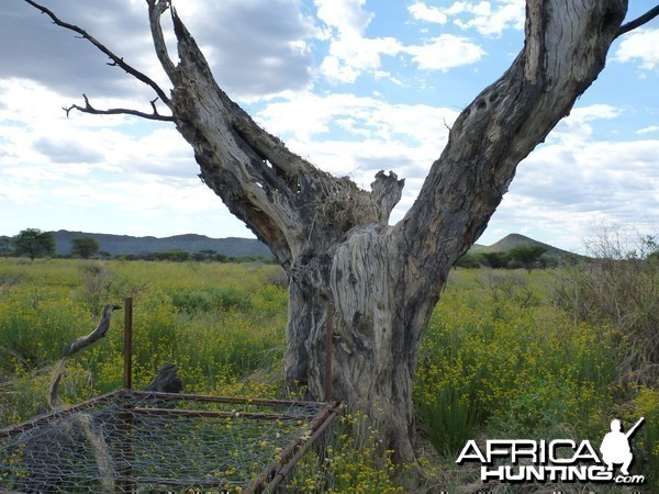 Cheetah trap by a favored play tree Namibia