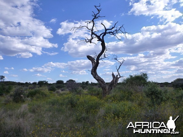 Cheetah trap by a favored play tree Namibia