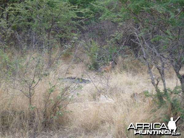 Damara Dik-dik Namibia