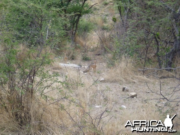 Damara Dik-dik Namibia