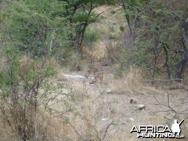 Damara Dik-dik Namibia