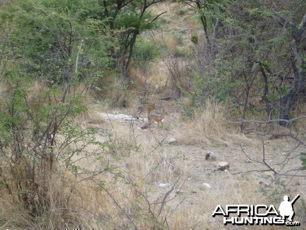 Damara Dik-dik Namibia