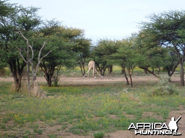 Giraffe Namibia