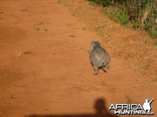 Warthog on the run... Namibia