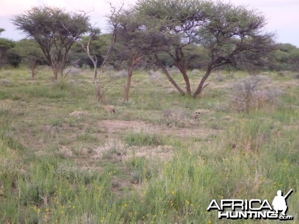 Bat-eared Fox Namibia