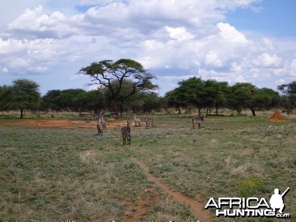 Waterbuck Namibia