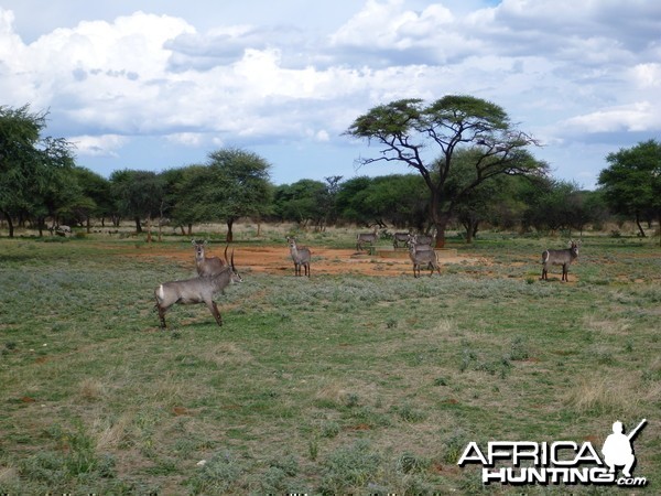 Waterbuck Namibia