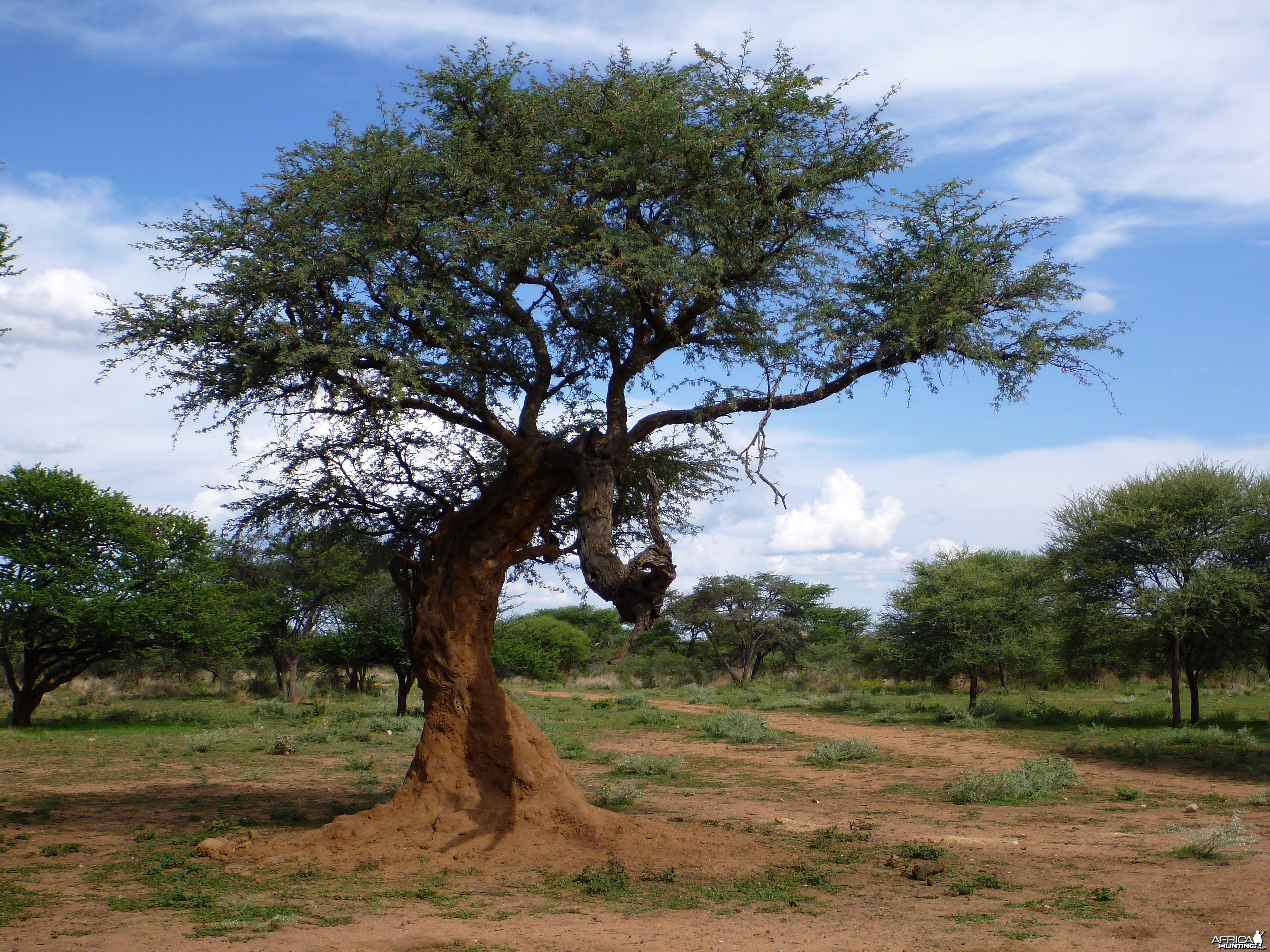 Leopard Tree Namibia
