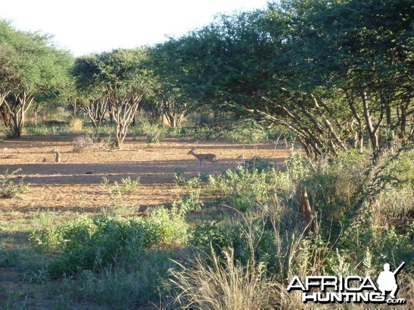 Steenbok Namibia