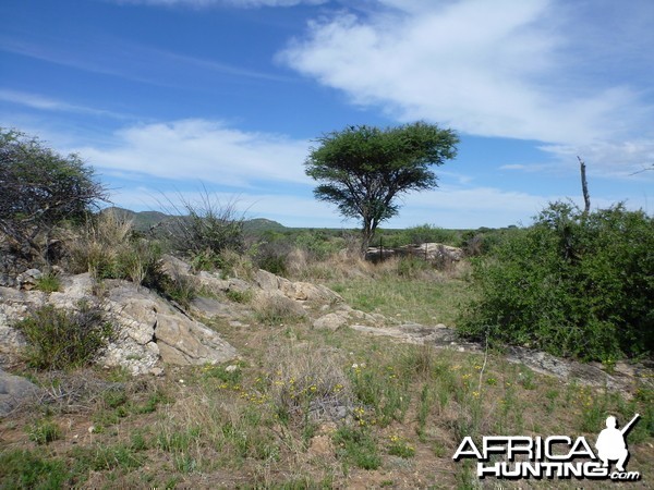 Cheetah trap by scat rocks Namibia