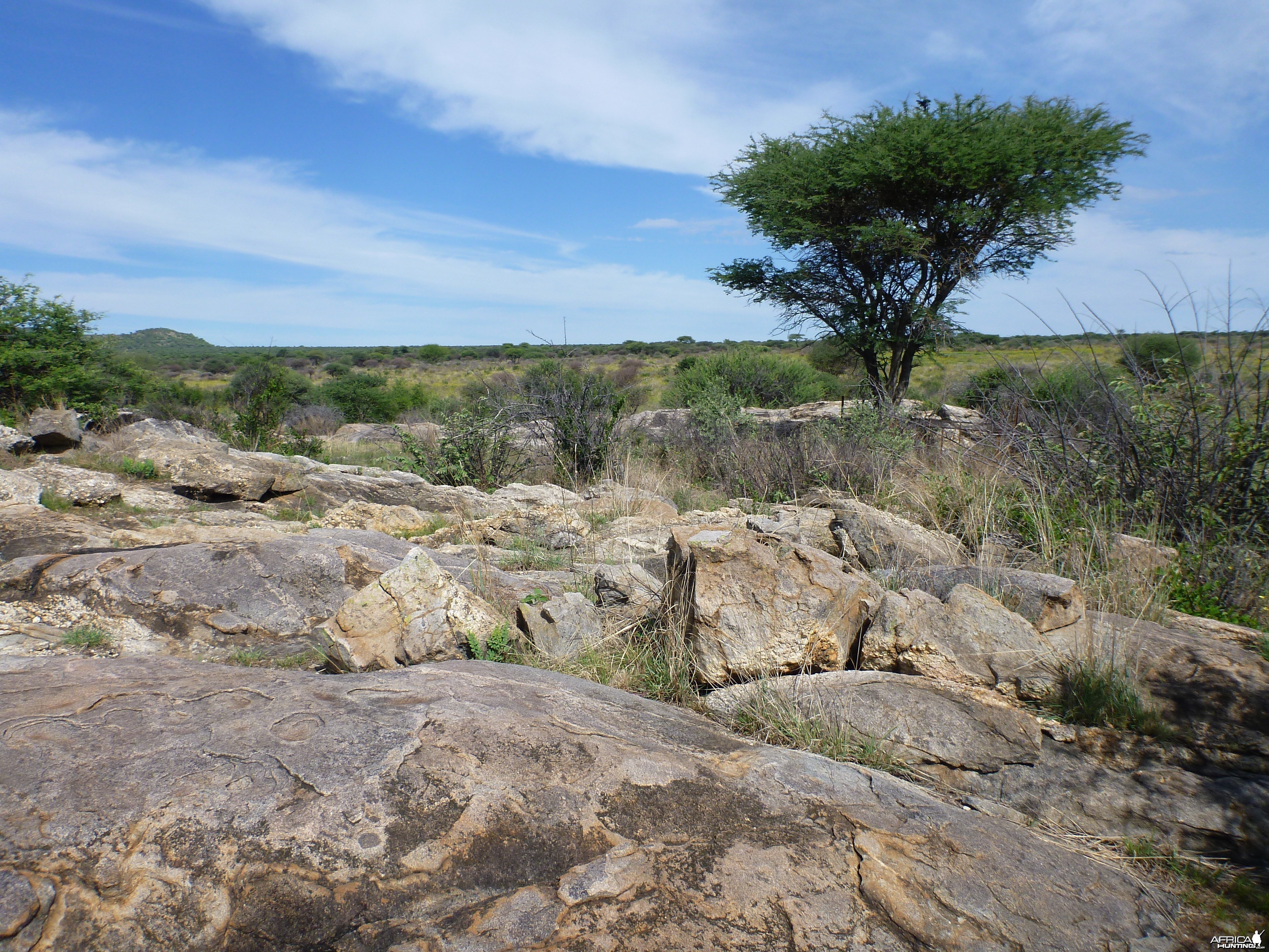 Cheetah trap by scat rocks Namibia