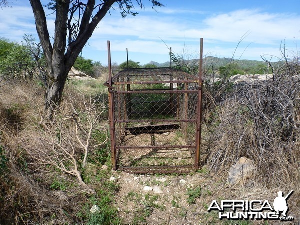 Cheetah trap by scat rocks Namibia