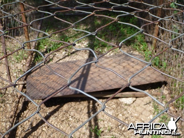 Cheetah trap by scat rocks Namibia