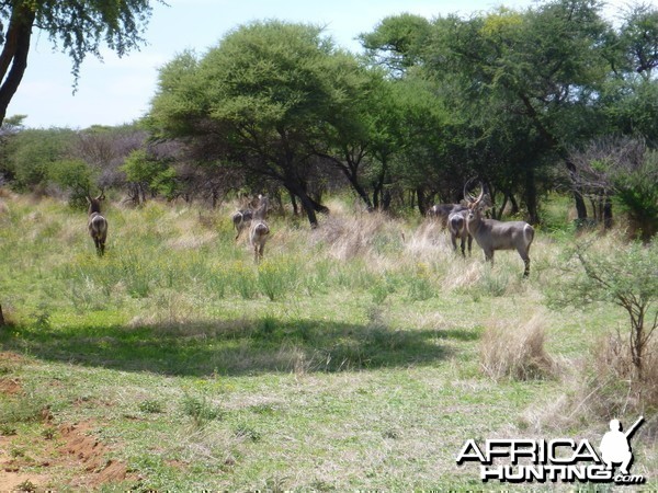 Waterbuck Namibia