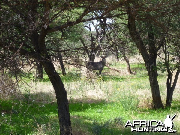 Waterbuck Namibia