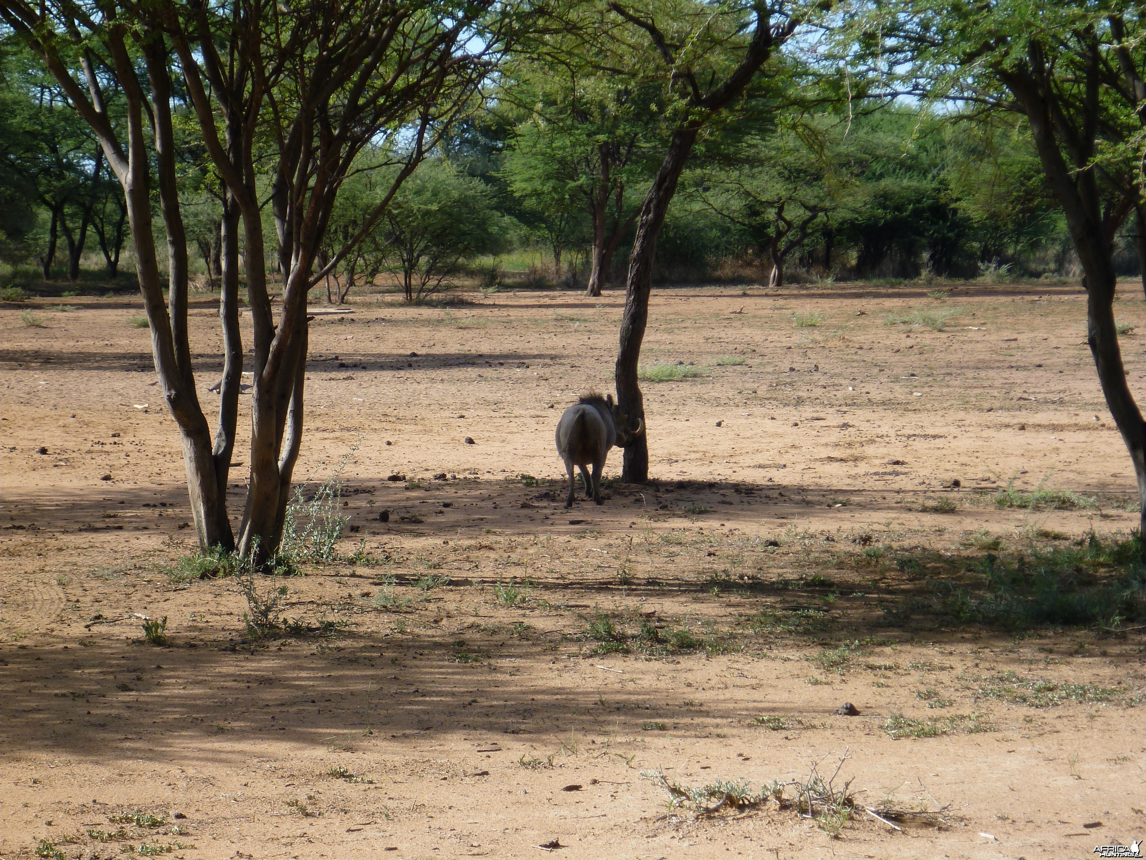 Warthog Namibia