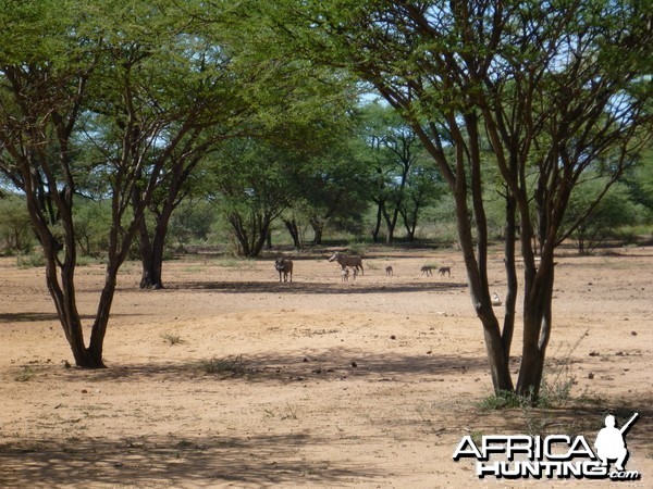 Warthog Namibia