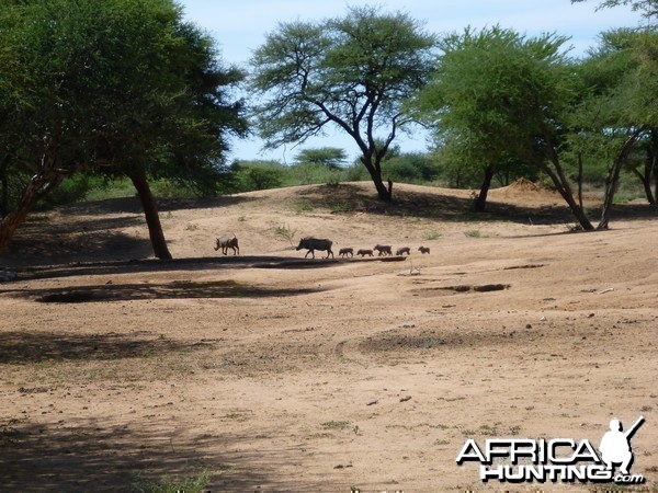 Warthog Namibia