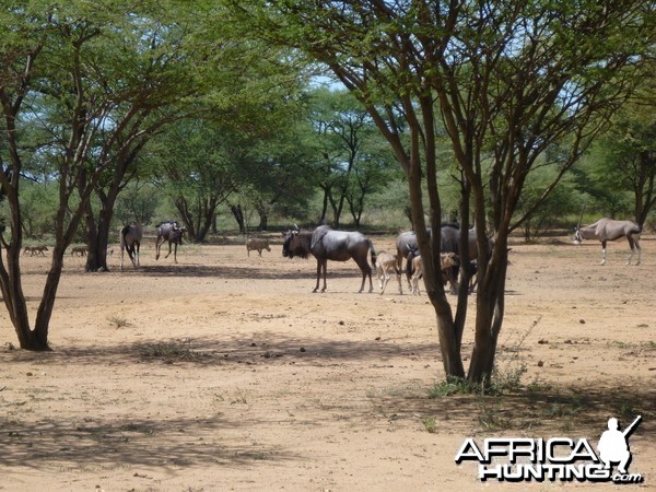 Blue Wildebeest Namibia