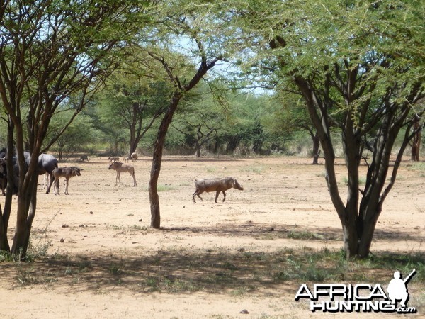 Warthog Namibia