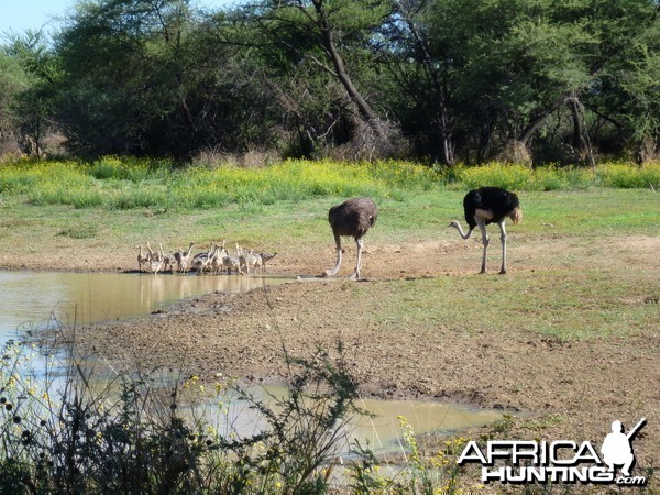 Ostrich Namibia