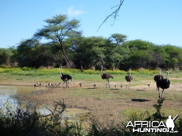 Ostrich Namibia