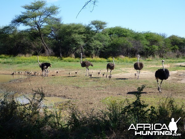 Ostrich Namibia